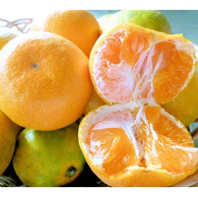 極早生みかん 約10kg 和歌山産 甘酸っぱいミカン