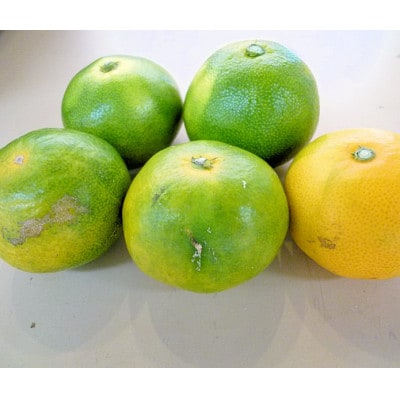 極早生みかん 約5kg (ご家庭用) 和歌山産