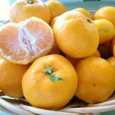 極早生みかん 約10kg (ご家庭用) 和歌山産