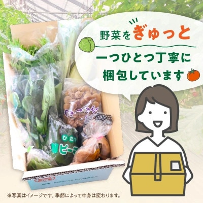 【発送月固定定期便】旬の新鮮野菜セット8種以上 偶数月にお届け【野菜詰め合わせ】全6回
