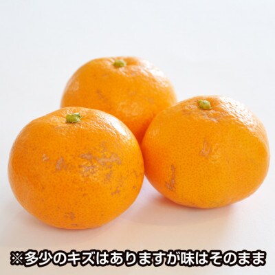 濃厚完熟 温州みかん 10kg 和歌山のミカン職人が作る本格みかん【サイズ混合】