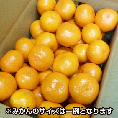 濃厚完熟 温州みかん 10kg 和歌山のミカン職人が作る本格みかん【サイズ混合】