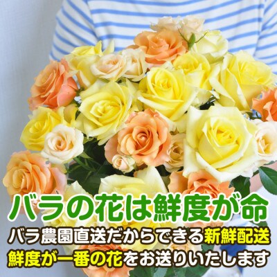 バラの花 約20本(ミックス色)生産者から新鮮直送