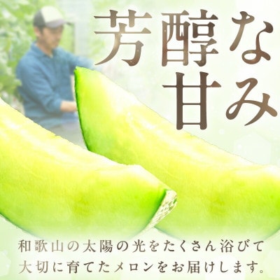 農家直送!和歌山県御坊市産アールスメロン1.4kg～1.6kg 2玉