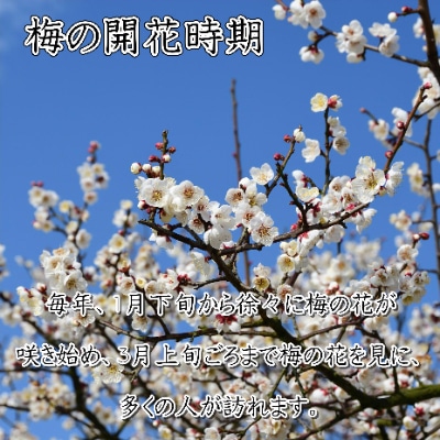 紀州南高梅　しそ梅(塩分15%)1.5kg
