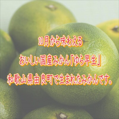 ゆら早生　10kg　贈答用