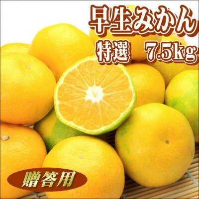 早生みかん　特選　7.5kg　贈答用　