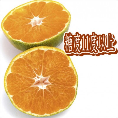早生みかん　特選　7.5kg　贈答用　