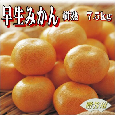 早生みかん　樹熟　7.5kg 贈答用　