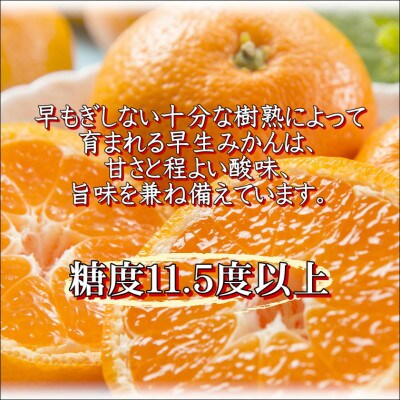早生みかん　樹熟　7.5kg 贈答用　