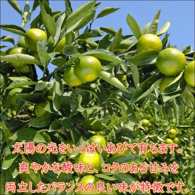 早生みかん　樹熟　7.5kg 贈答用　