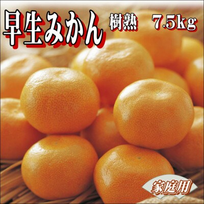 早生みかん　樹熟　7.5kg 家庭用