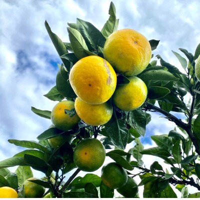 南国紀州のゆら早生みかん