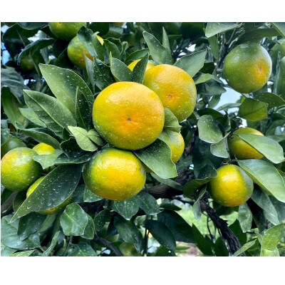 南国紀州のゆら早生みかん(秀品) 5kg
