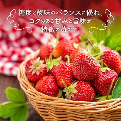農家直送 完熟まりひめ(和歌山県オリジナルブランドいちご)4P(2026年3月より順次発送)
