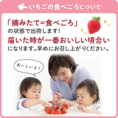 農家直送 完熟まりひめ(和歌山県オリジナルブランドいちご)8P(2026年3月下旬より順次発送)