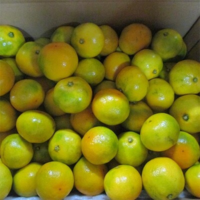 御坊市・日高川町産 ゆら早生みかん5kg
