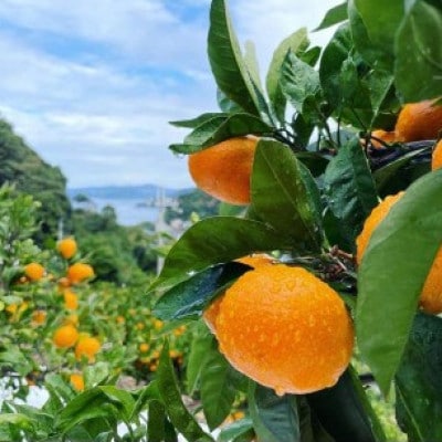 御坊市・日高川町・由良町産　温州みかん(ゆらっ子)5kg