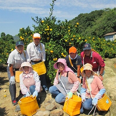 御坊市・日高川町産　早生みかん(樹熟)7.5kg