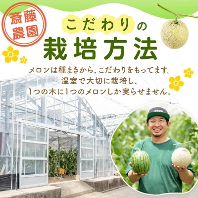 アールスメロン(マスクメロン) 4玉 6kg程度≪家庭用≫
