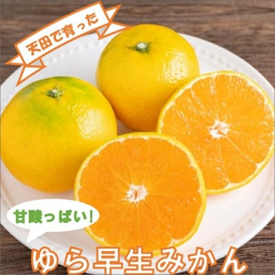 希少!天田で育ったゆら早生みかん(紀州和歌山)A級約5kg