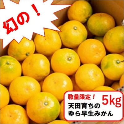 希少!天田で育ったゆら早生みかん(紀州和歌山)A級約5kg