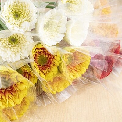 御坊の花　農園直送　ガーベラ切り花50本
