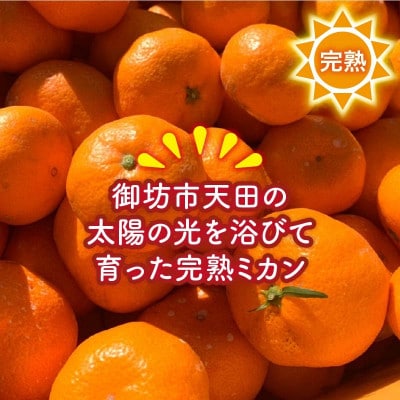 天田みかん(紀州和歌山)　A級10kg