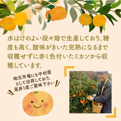 天田みかん(紀州和歌山)　A級10kg