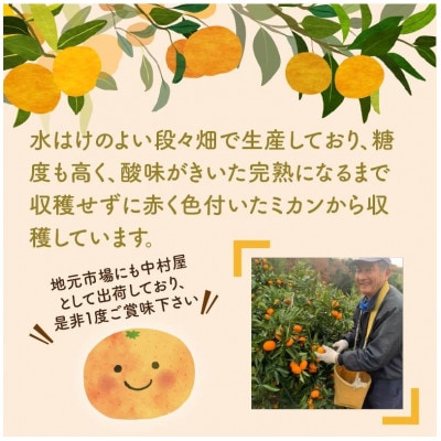 天田みかん(紀州和歌山)　家庭用　5kg