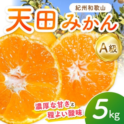天田みかん(紀州和歌山)　A級5kg