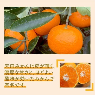 天田みかん(紀州和歌山)　A級5kg