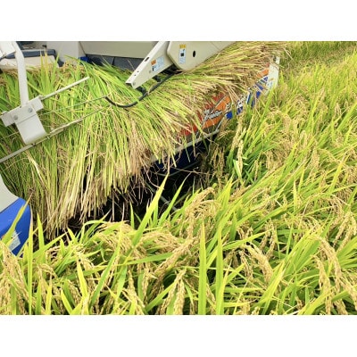 令和7年産 和歌山県産 「にじのきらめき」精米5kg