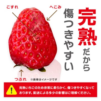 大粒の贅沢!「まりひめ」を農家直送で【家庭用】4パック約1,200グラム