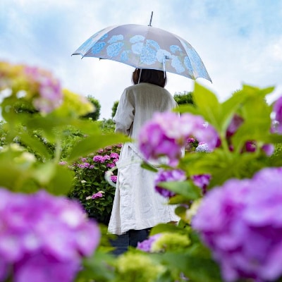 槙田商店【晴雨兼用】長傘 ”絵おり”  紫陽花