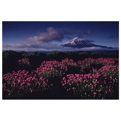 富士山写真大賞 額装写真 アルメリヤ咲く頃 河口湖 全紙 フレームサイズ約530 640mm お礼品詳細 ふるさと納税なら さとふる 富士山写真大賞 額装写真 アルメリヤ咲く頃 河口湖 全紙 フレームサイズ約530 640mm お礼品詳細 ふるさと納税なら さとふる