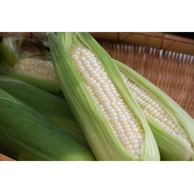 【さとふる人気急上昇1位達成】今までひた隠しにしてきた純白の富士信玄とうもろこし 4本　7月下旬発送