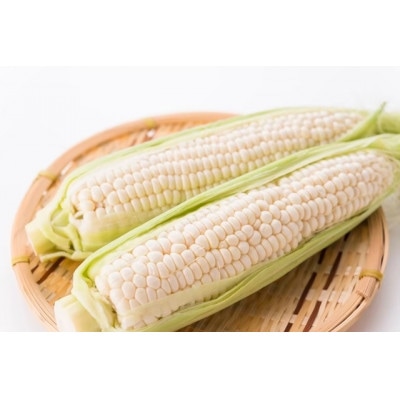 【さとふる人気急上昇1位達成】今までひた隠しにしてきた純白の富士信玄とうもろこし 4本　7月下旬発送