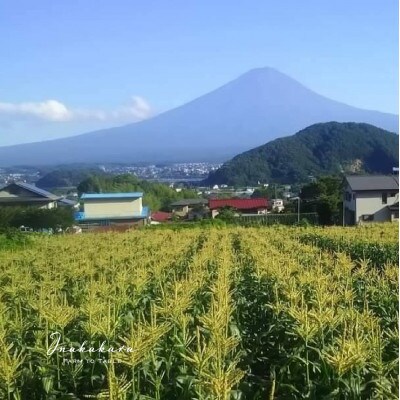 【富士山の麓で育つ】富士河口湖町産　Inakakara「ゴールドラッシュ」10本入