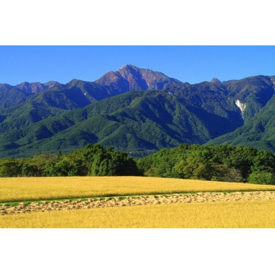 【令和6年産】山梨県北杜市産白州米コシヒカリ(白米)10kg