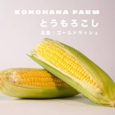 富士河口湖町産とうもろこし《ゴールドラッシュ》L～2Lサイズ 10本セット
