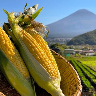 富士河口湖町産とうもろこし《ゴールドラッシュ》L～2Lサイズ 10本セット