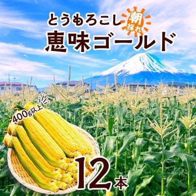富士山の麓育ちの甘いとうもろこし「恵味ゴールド」400g以上×12本 湖南野菜出荷組合 富士河口湖町