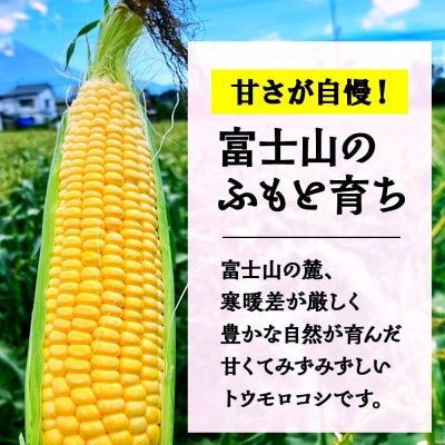 富士山の麓育ちの甘いとうもろこし「恵味ゴールド」400g以上×12本 湖南野菜出荷組合 富士河口湖町