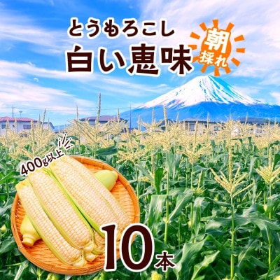 富士山の麓育ちの甘いとうもろこし「白い恵味」400g以上×10本 湖南野菜出荷組合 富士河口湖町