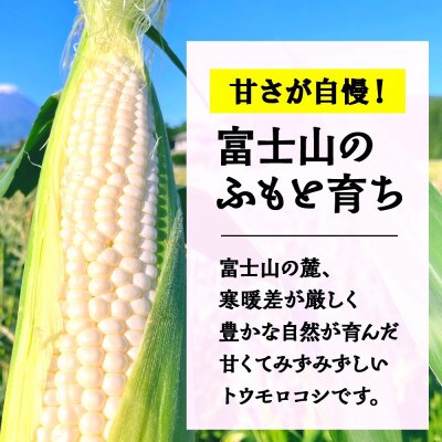 富士山の麓育ちの甘いとうもろこし「白い恵味」400g以上×10本 湖南野菜出荷組合 富士河口湖町