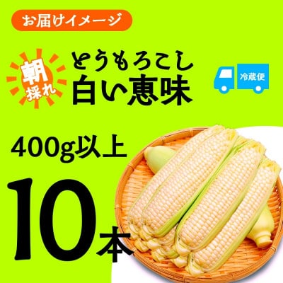 富士山の麓育ちの甘いとうもろこし「白い恵味」400g以上×10本 湖南野菜出荷組合 富士河口湖町