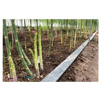 朝採り直送　春芽グリーンアスパラガス(LM混合)1.5kg BT03