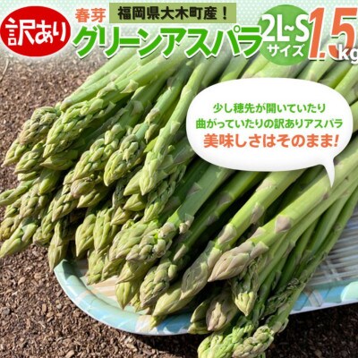 【訳あり・規格外】朝採れアスパラ「春芽」1.5kg《2025年2月中旬から3月下旬発送》BT04
