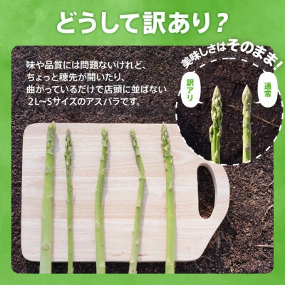 【訳あり・規格外】朝採れアスパラ「春芽」1.5kg《2025年2月中旬から3月下旬発送》BT04